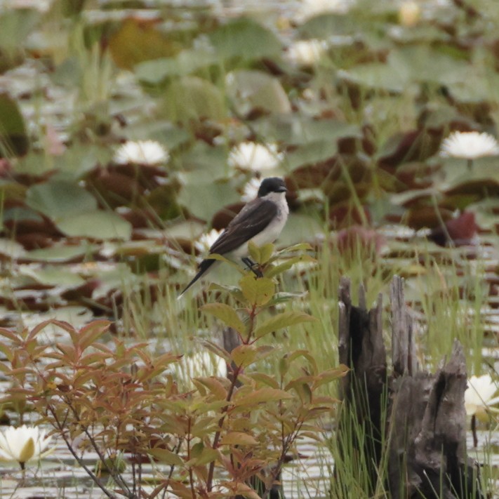 Eastern Kingbird - ML622311035