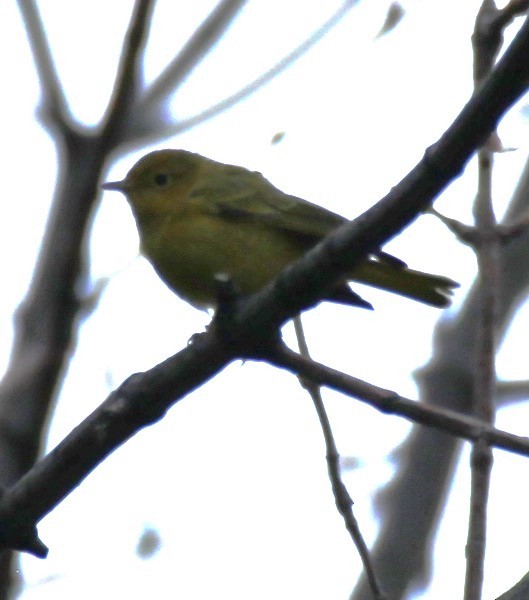 Paruline jaune (groupe aestiva) - ML622311110
