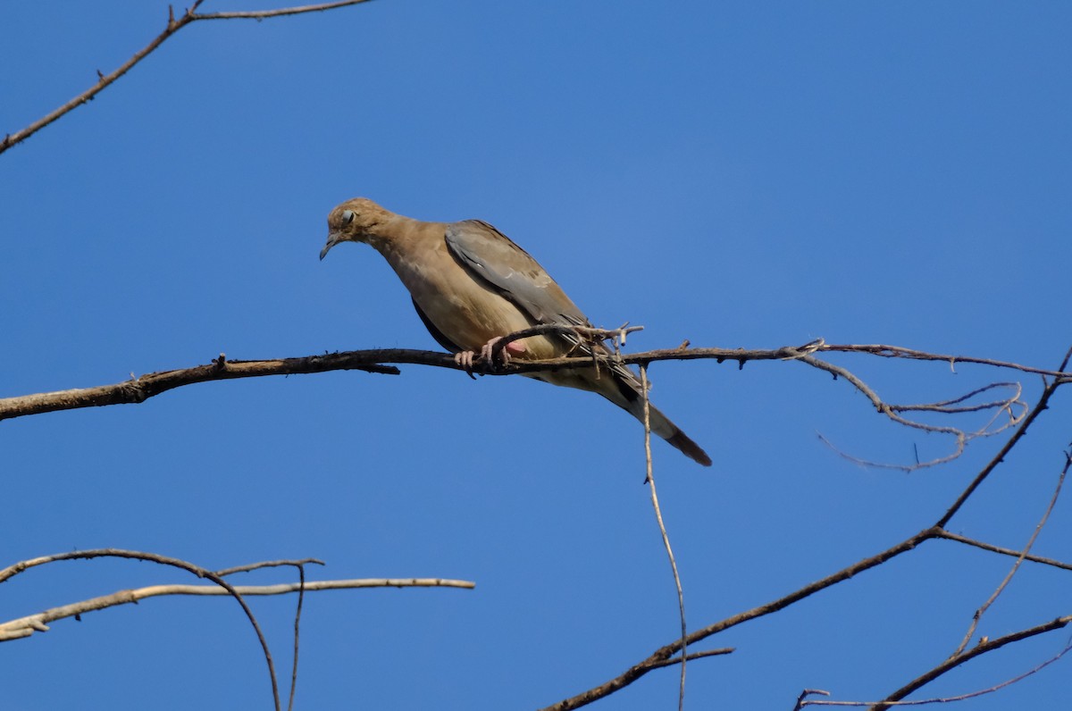 Mourning Dove - ML622311147