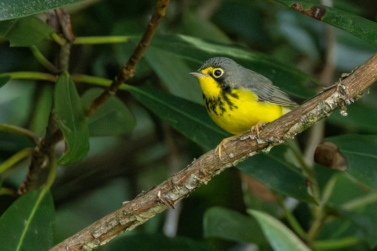 Canada Warbler - ML622311305