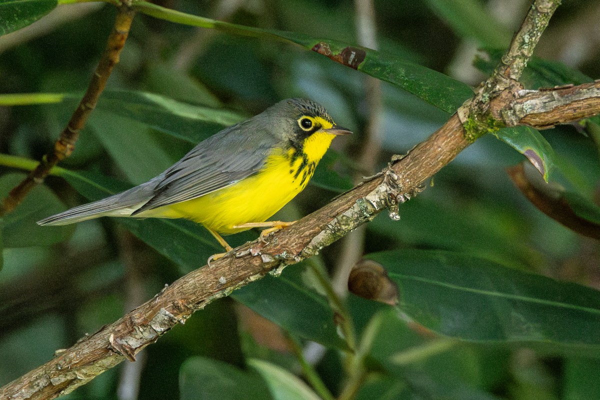 Canada Warbler - ML622311306