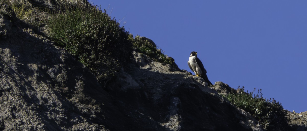 Peregrine Falcon - ML622311308