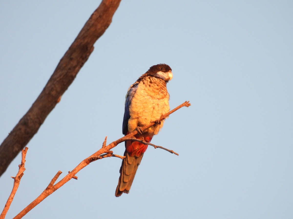 Northern Rosella - ML622311312