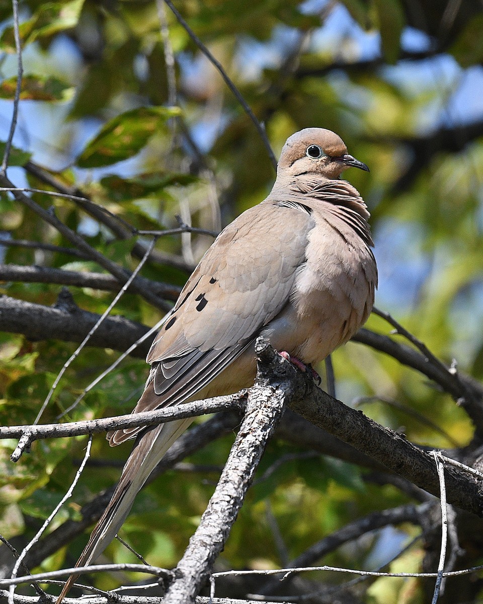 Mourning Dove - ML622311339