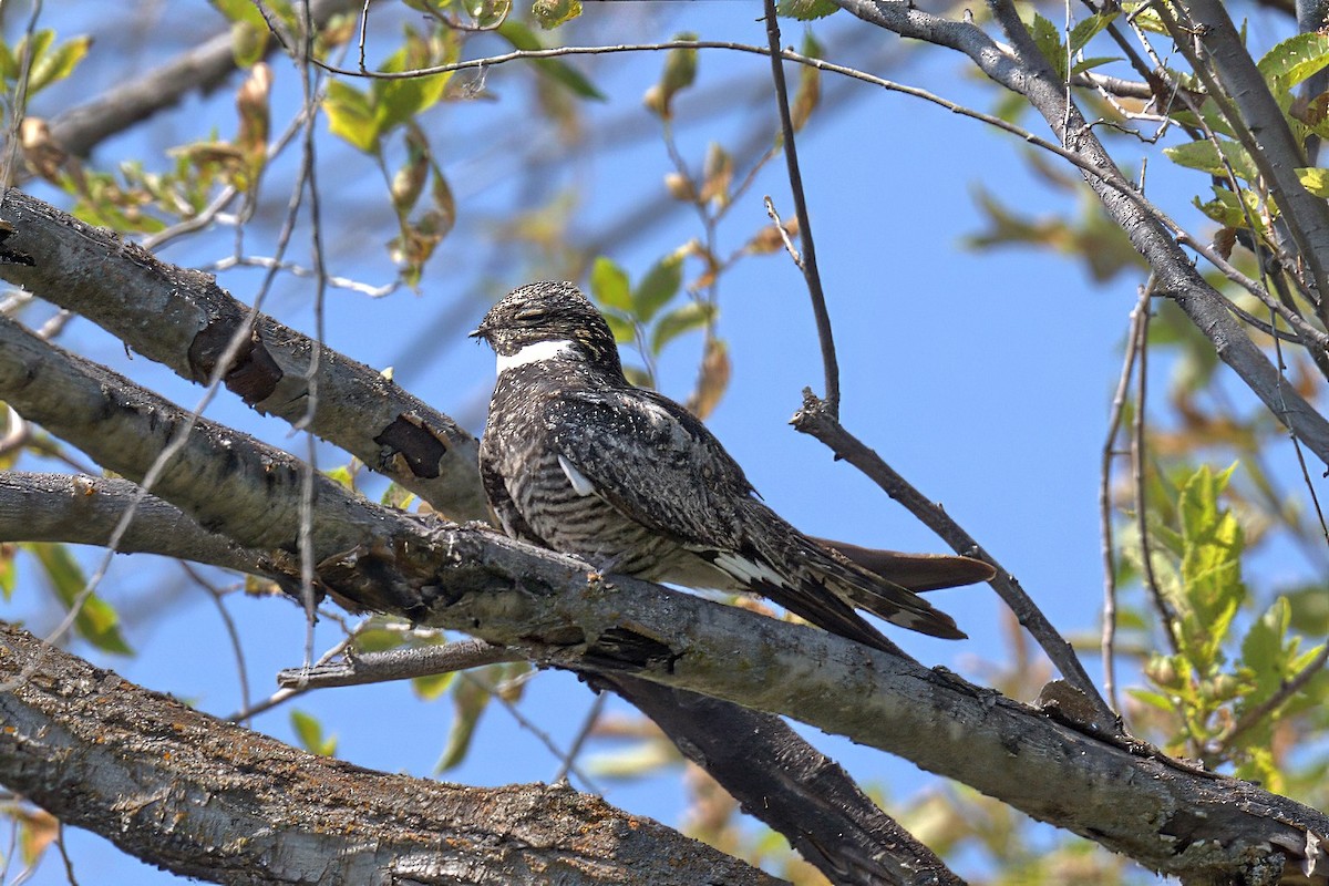 Common Nighthawk - ML622311341