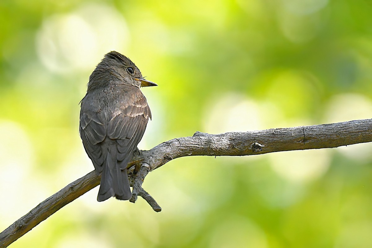 Western Wood-Pewee - ML622311346