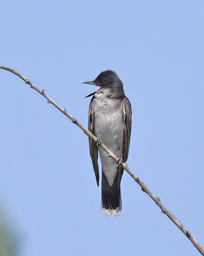 Eastern Kingbird - ML622311350