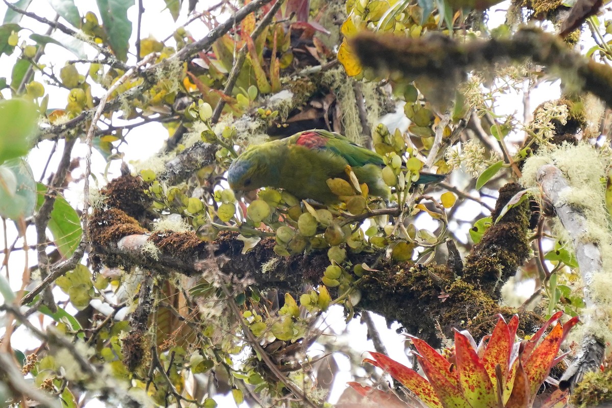 Indigo-winged Parrot - ML622311383