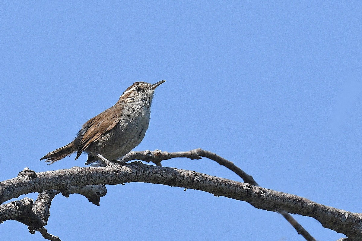 Bewick's Wren - ML622311400