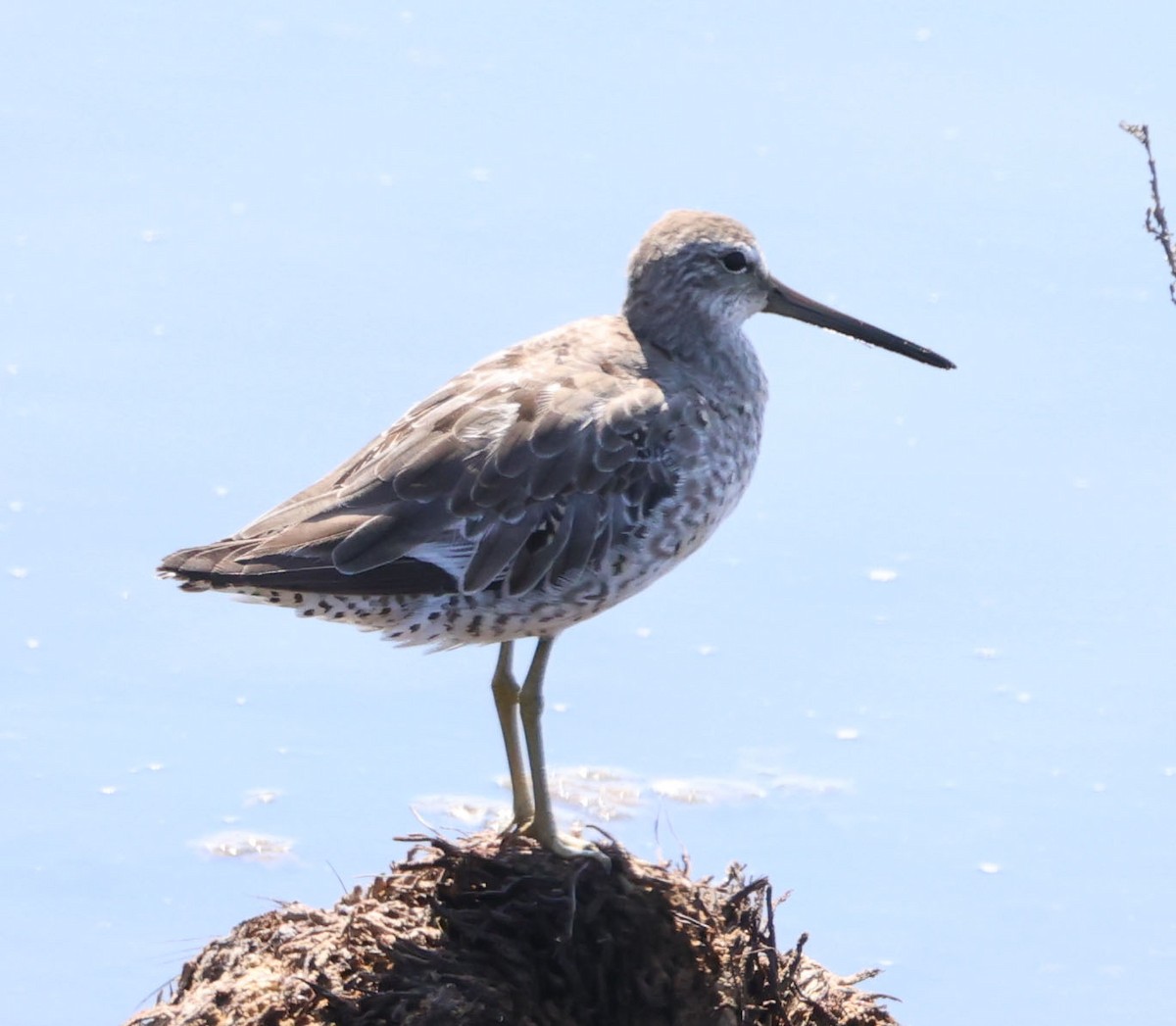 Short-billed/Long-billed Dowitcher - Diane Etchison