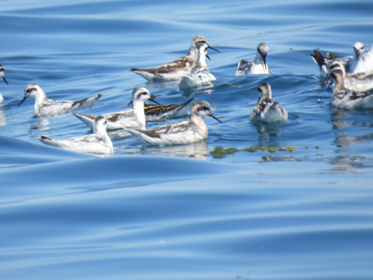 Phalarope à bec étroit - ML622311586