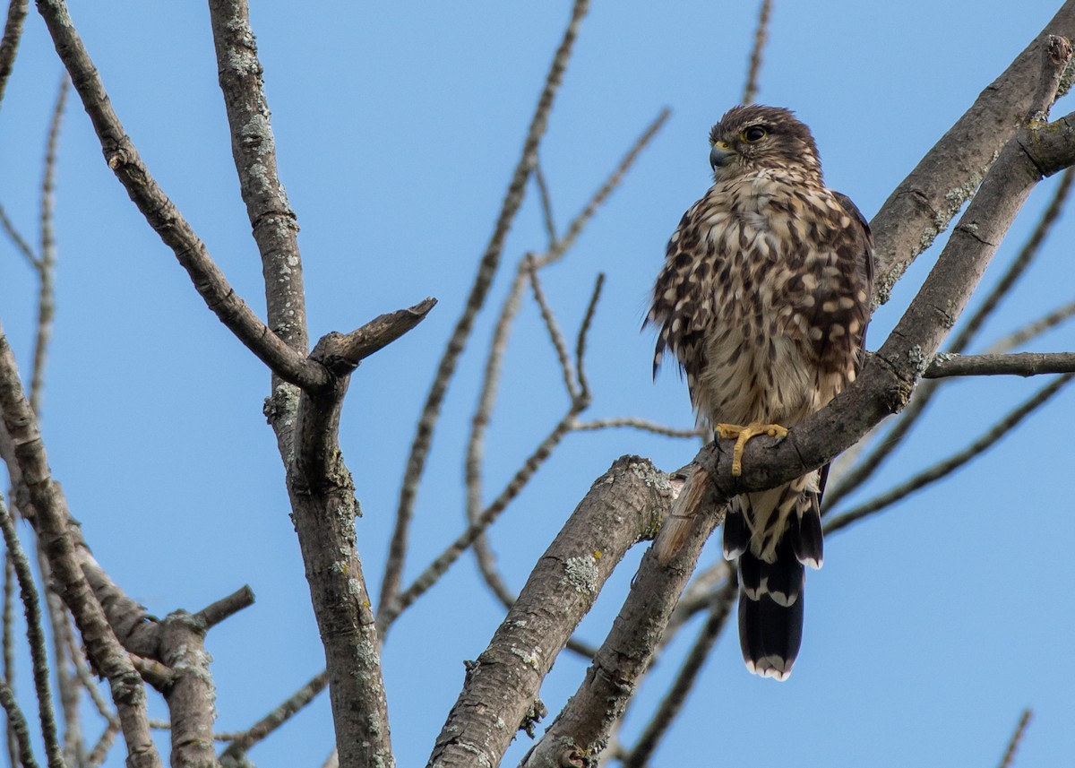 Belatz txikia (columbarius) - ML622311734