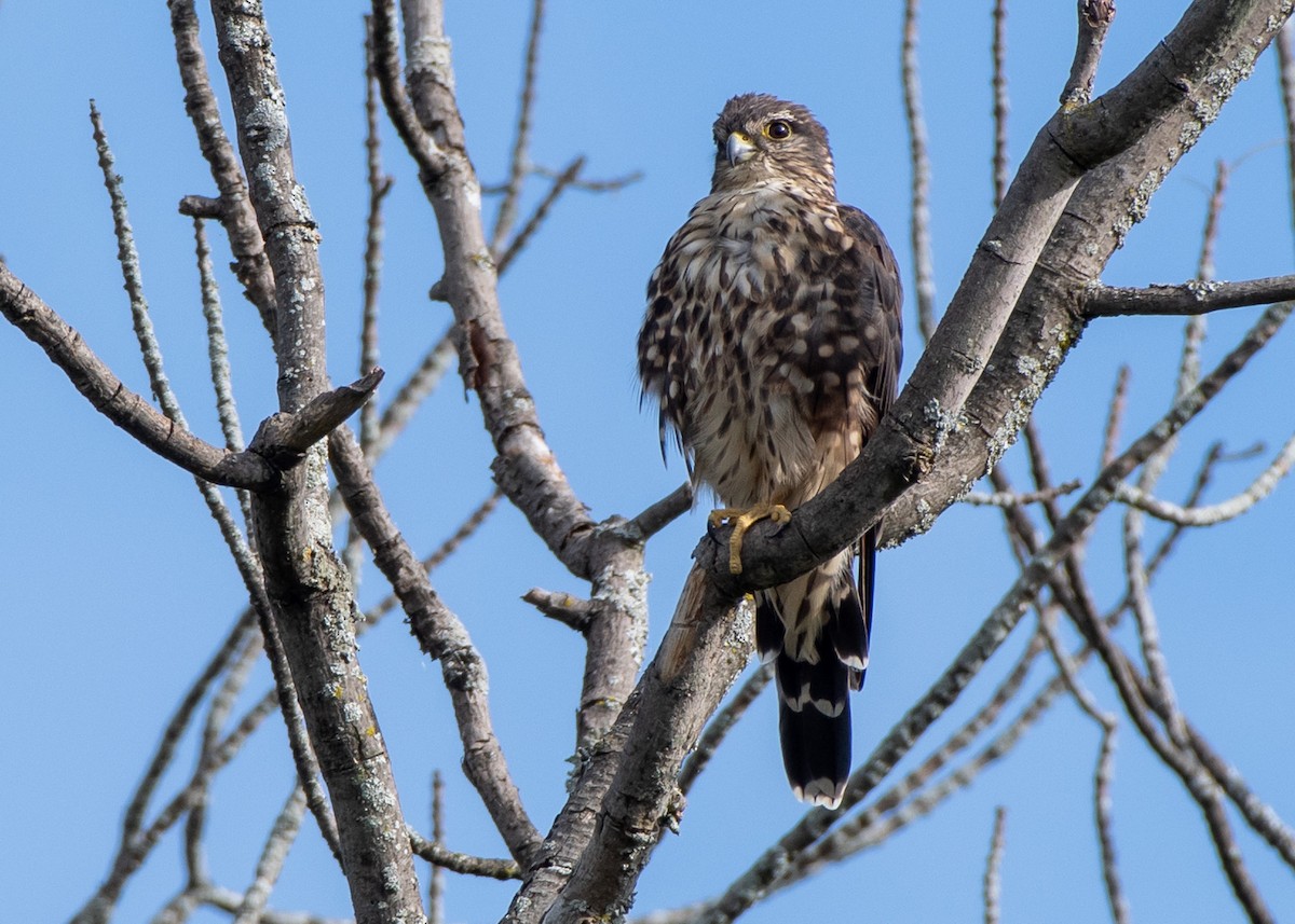 Belatz txikia (columbarius) - ML622311735