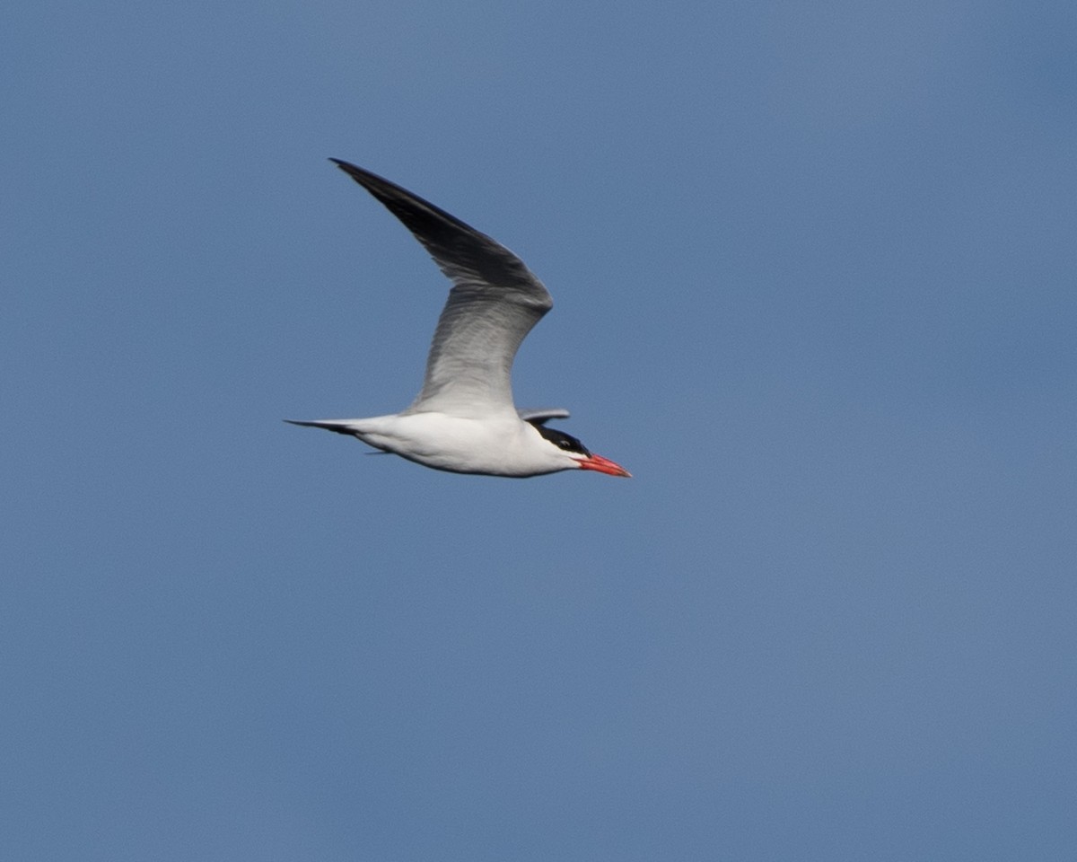 Caspian Tern - Jake Nafziger