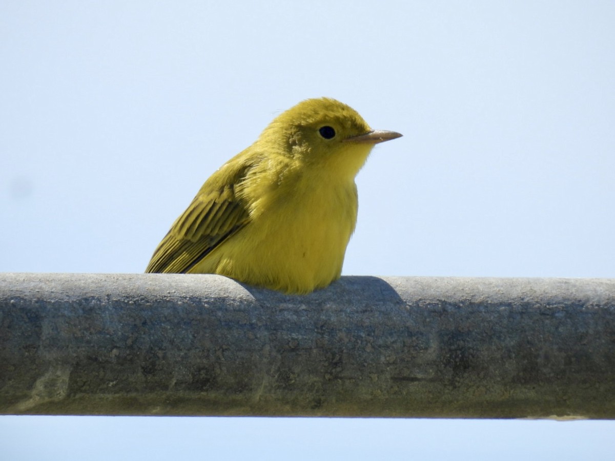 Paruline jaune - ML622311746