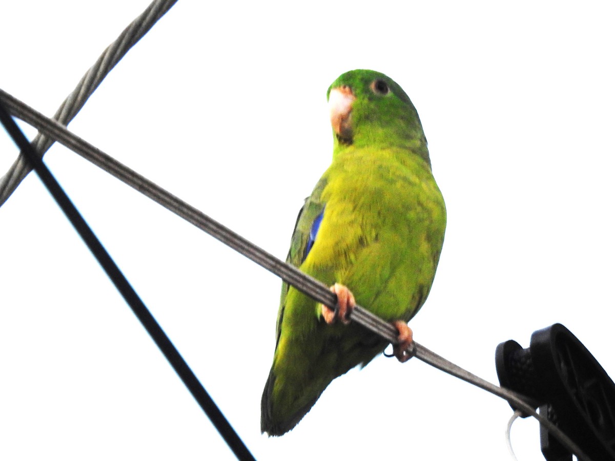 Riparian Parrotlet - ML622311770