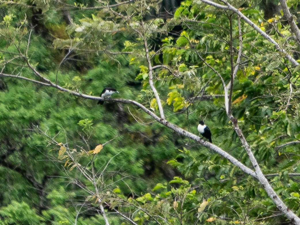 Pied Cuckooshrike - ML622311833