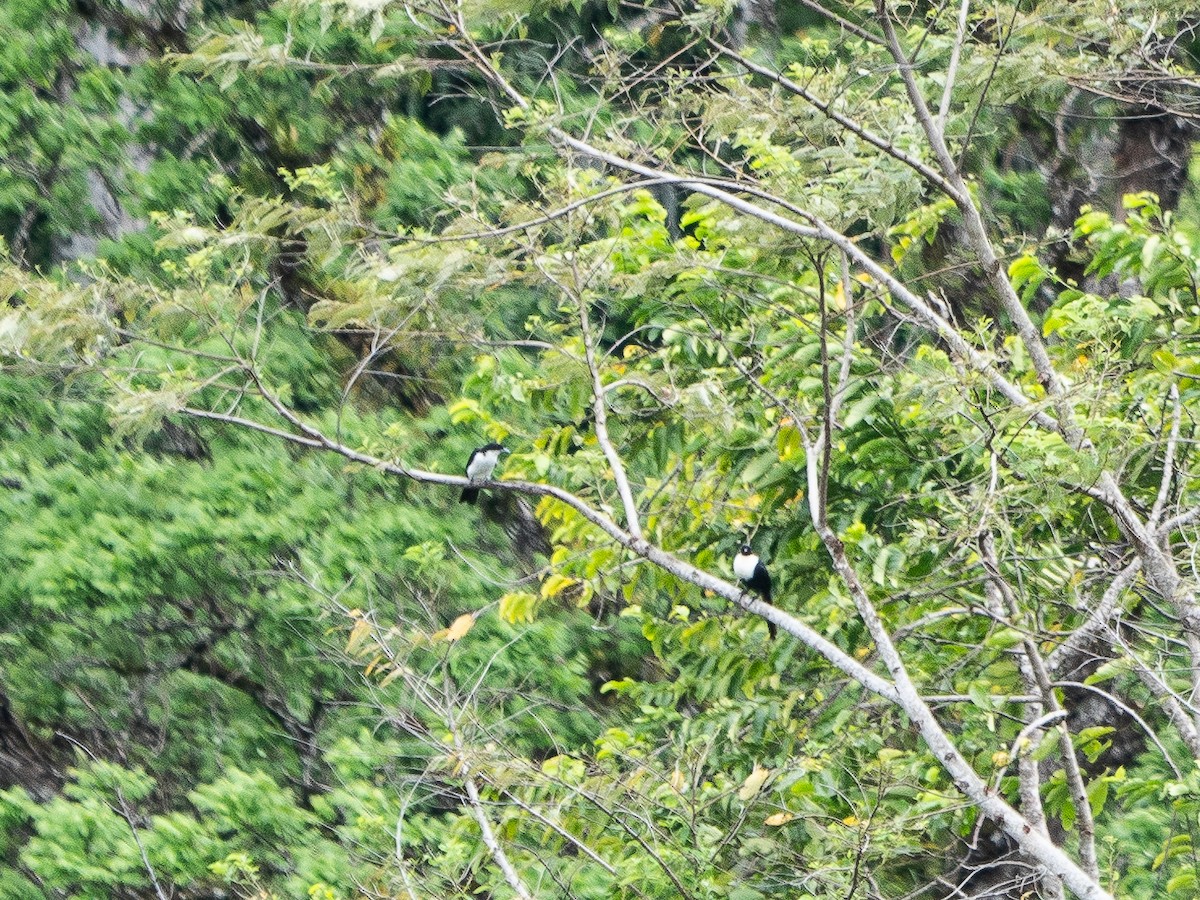 Pied Cuckooshrike - ML622311834