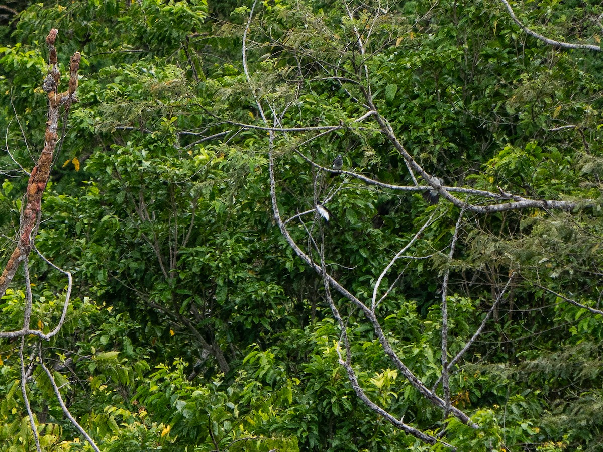 Pied Cuckooshrike - ML622311837