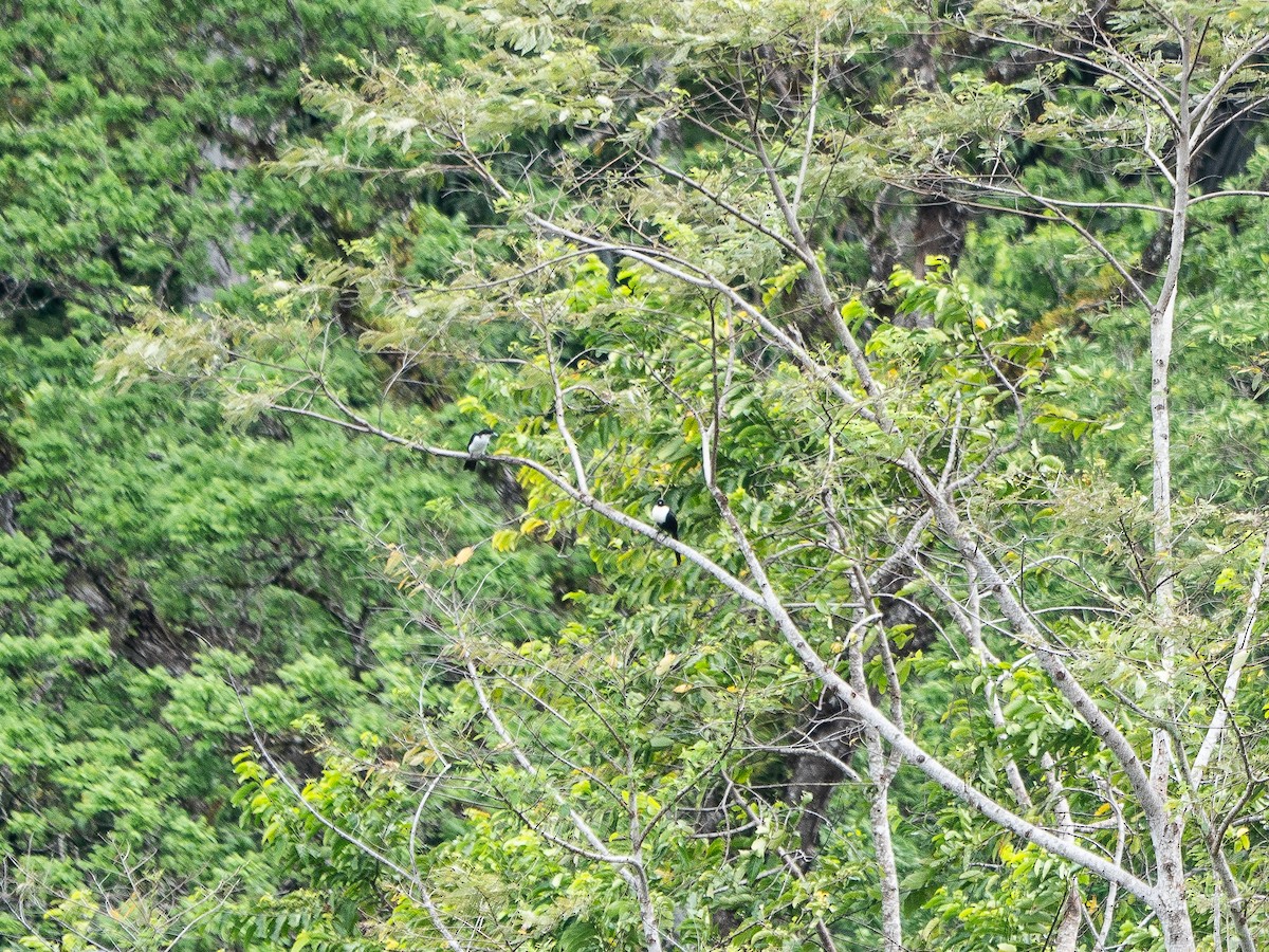 Pied Cuckooshrike - ML622311838