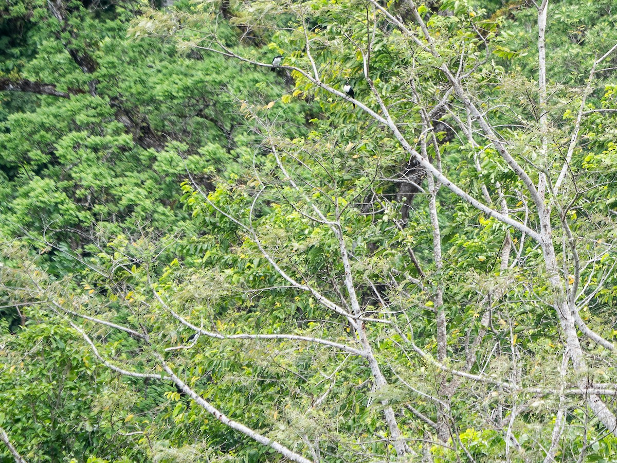 Pied Cuckooshrike - ML622311840