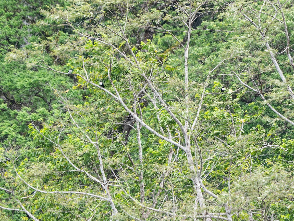 Pied Cuckooshrike - ML622311841