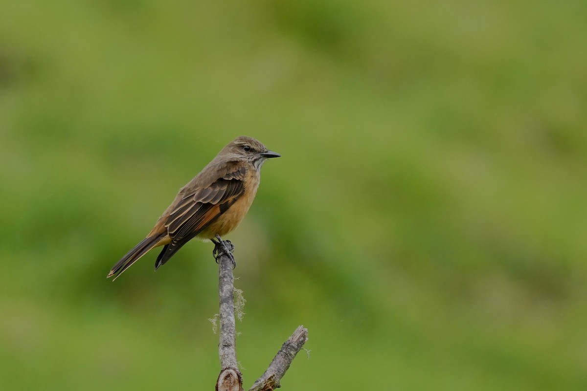 Streak-throated Bush-Tyrant - ML622311842