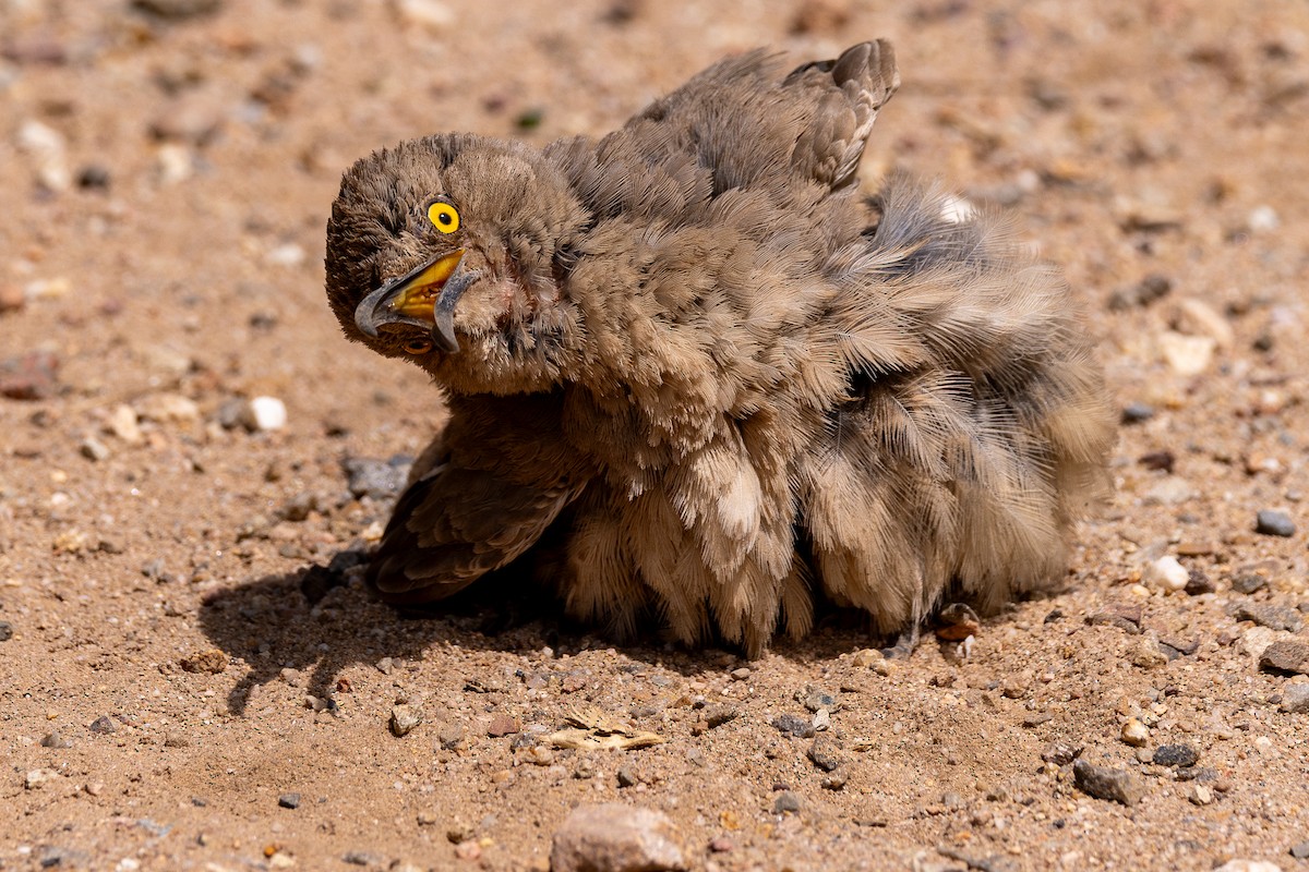 Curve-billed Thrasher - Lance Runion 🦤