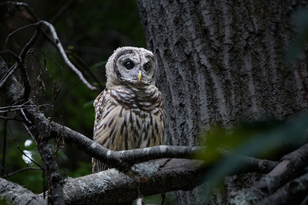 Barred Owl - ML622311963