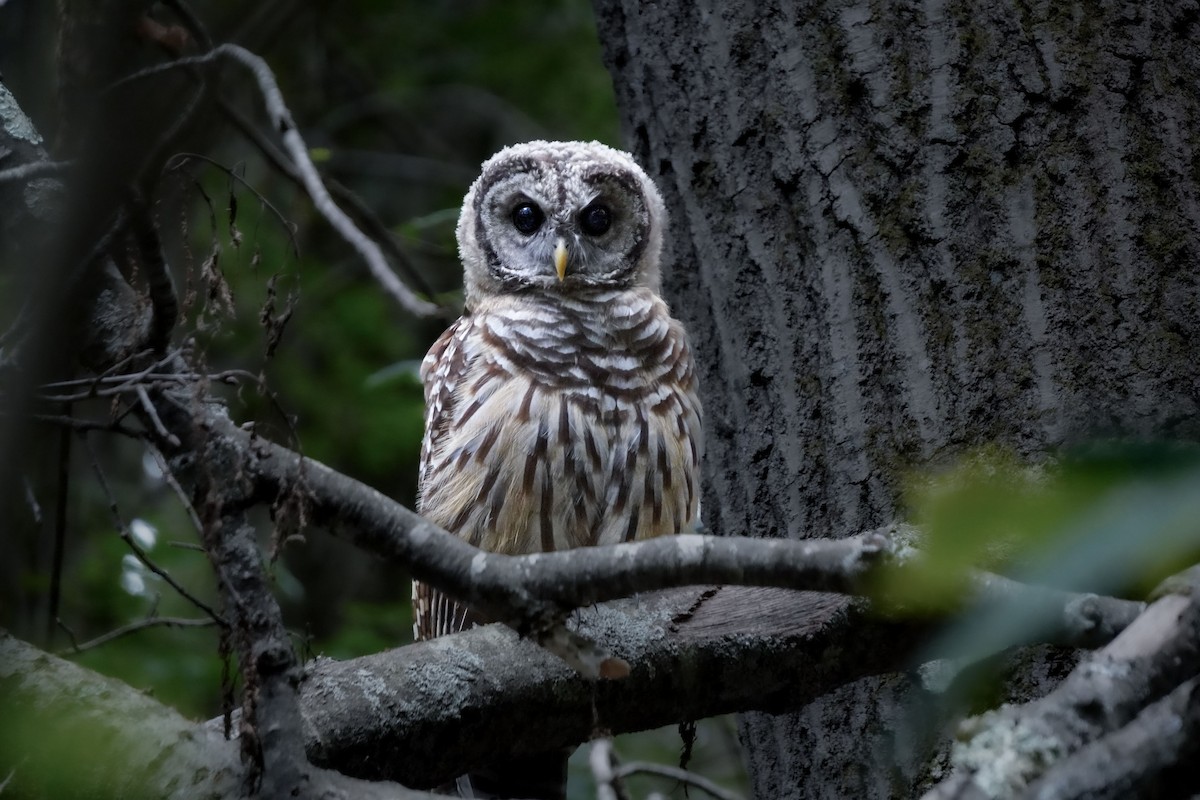 Barred Owl - ML622311965