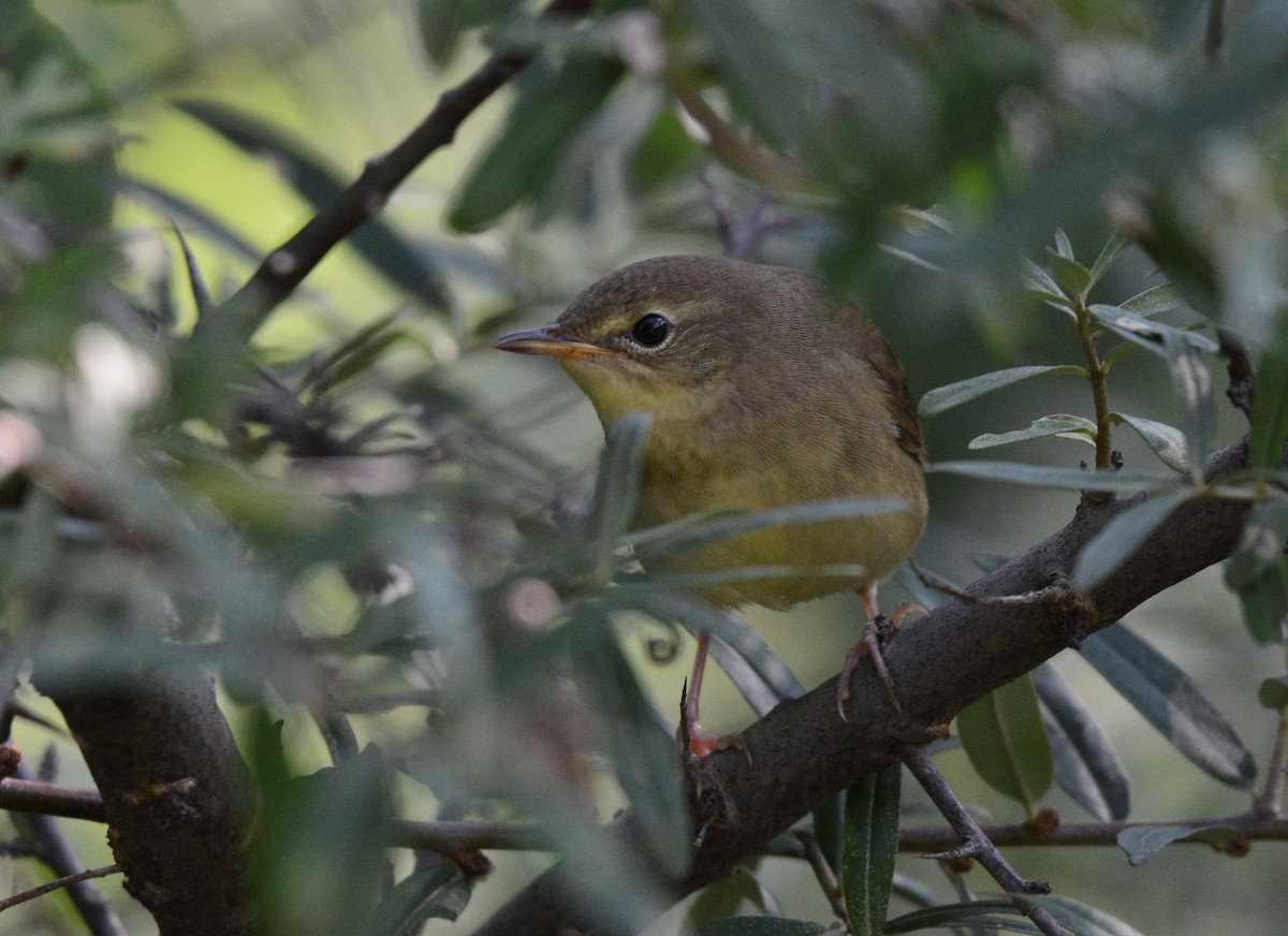 Chinese Bush Warbler - ML622311977