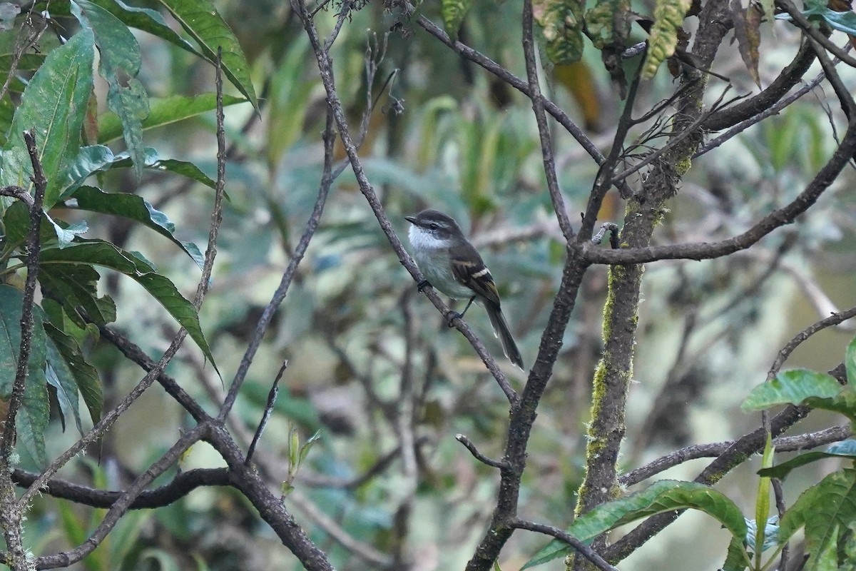 White-banded Tyrannulet - ML622312026