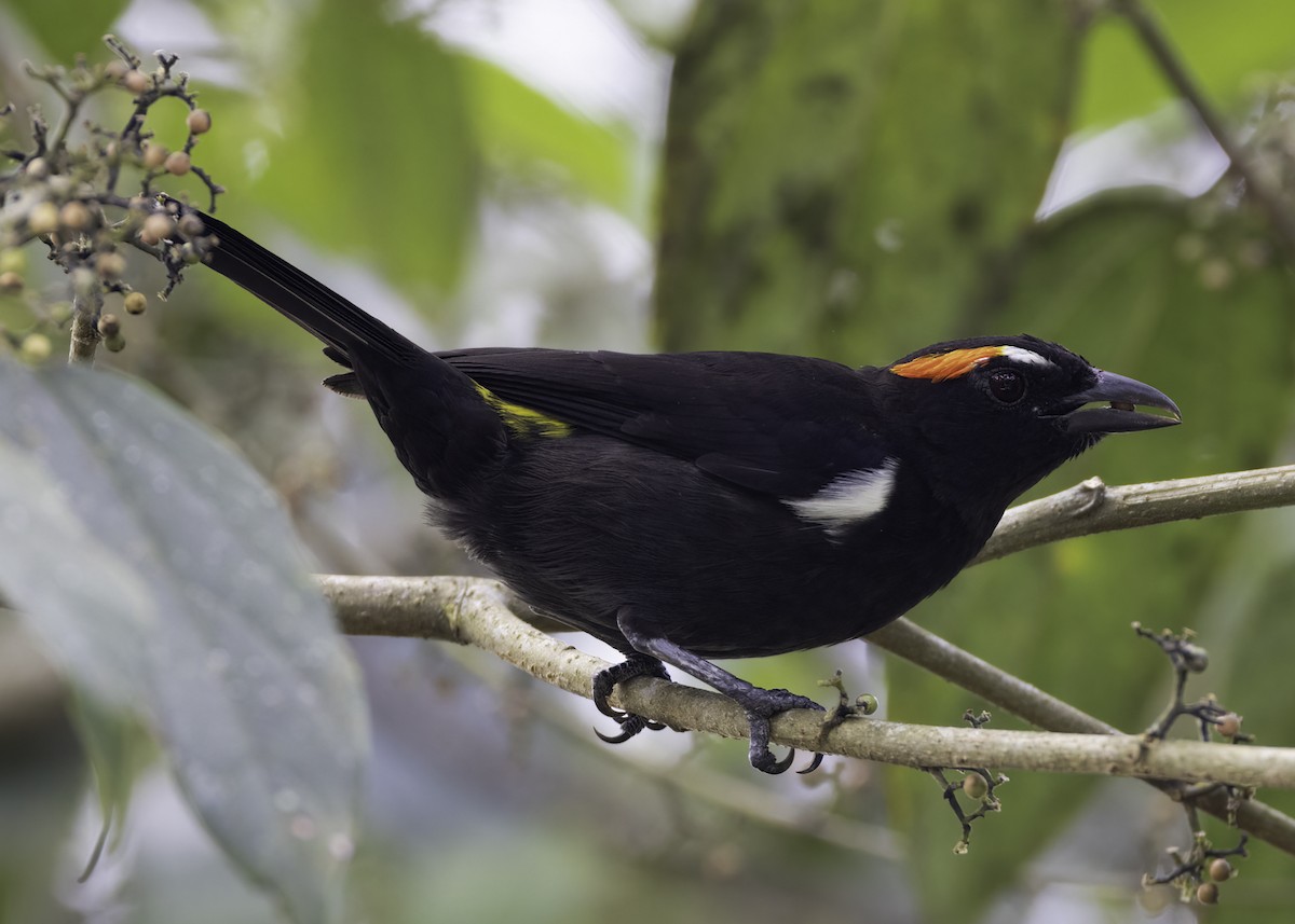 Scarlet-browed Tanager - ML622312044