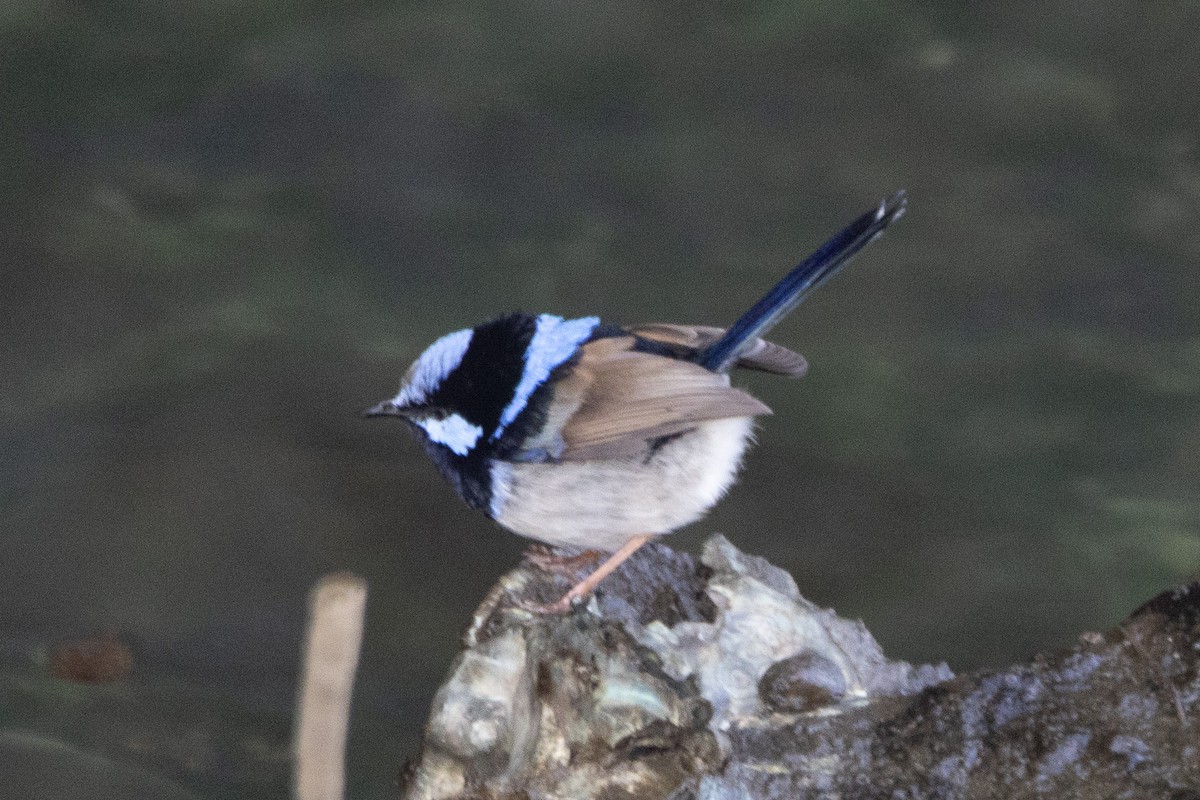 Superb Fairywren - ML622312090