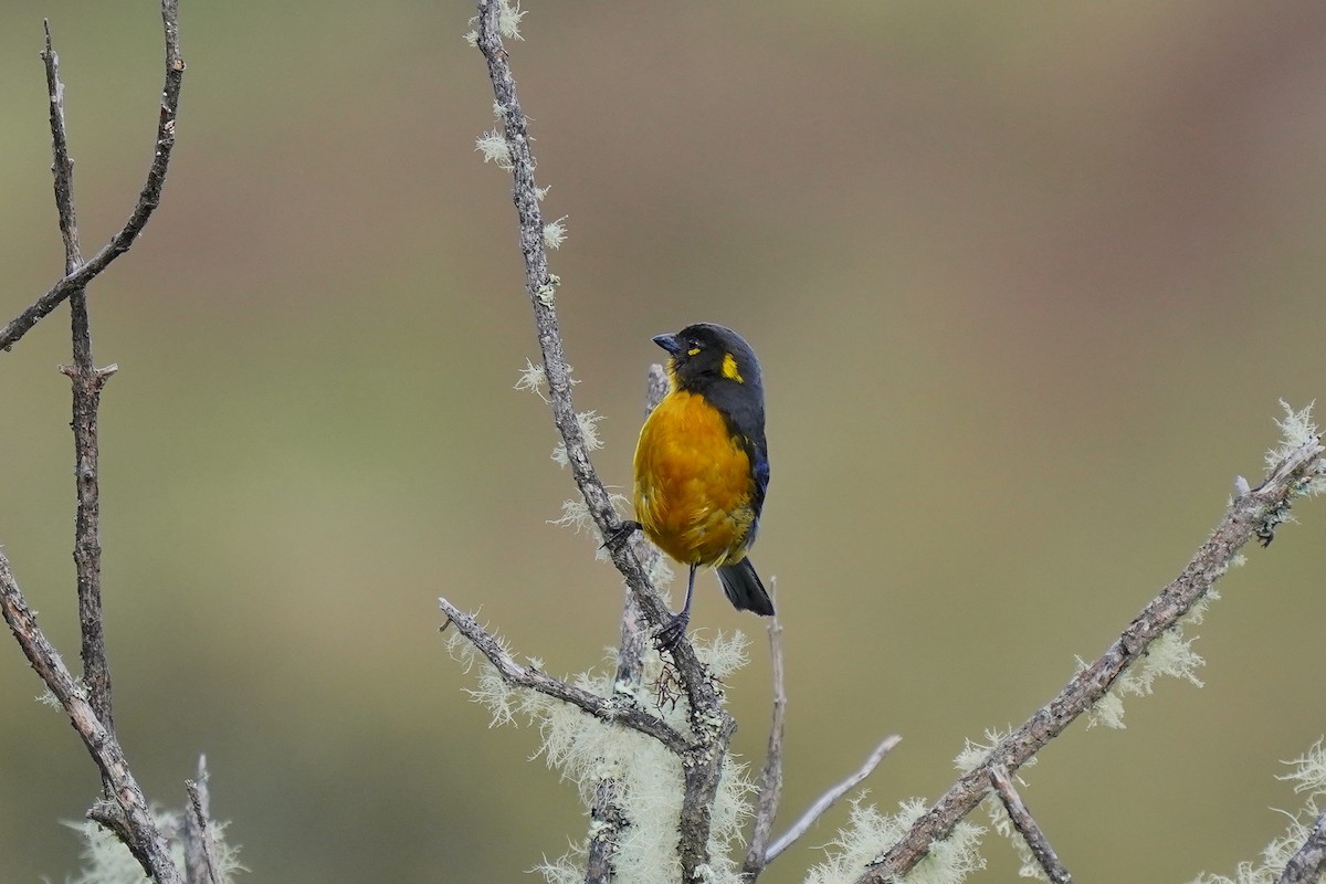 Lacrimose Mountain Tanager - ML622312091