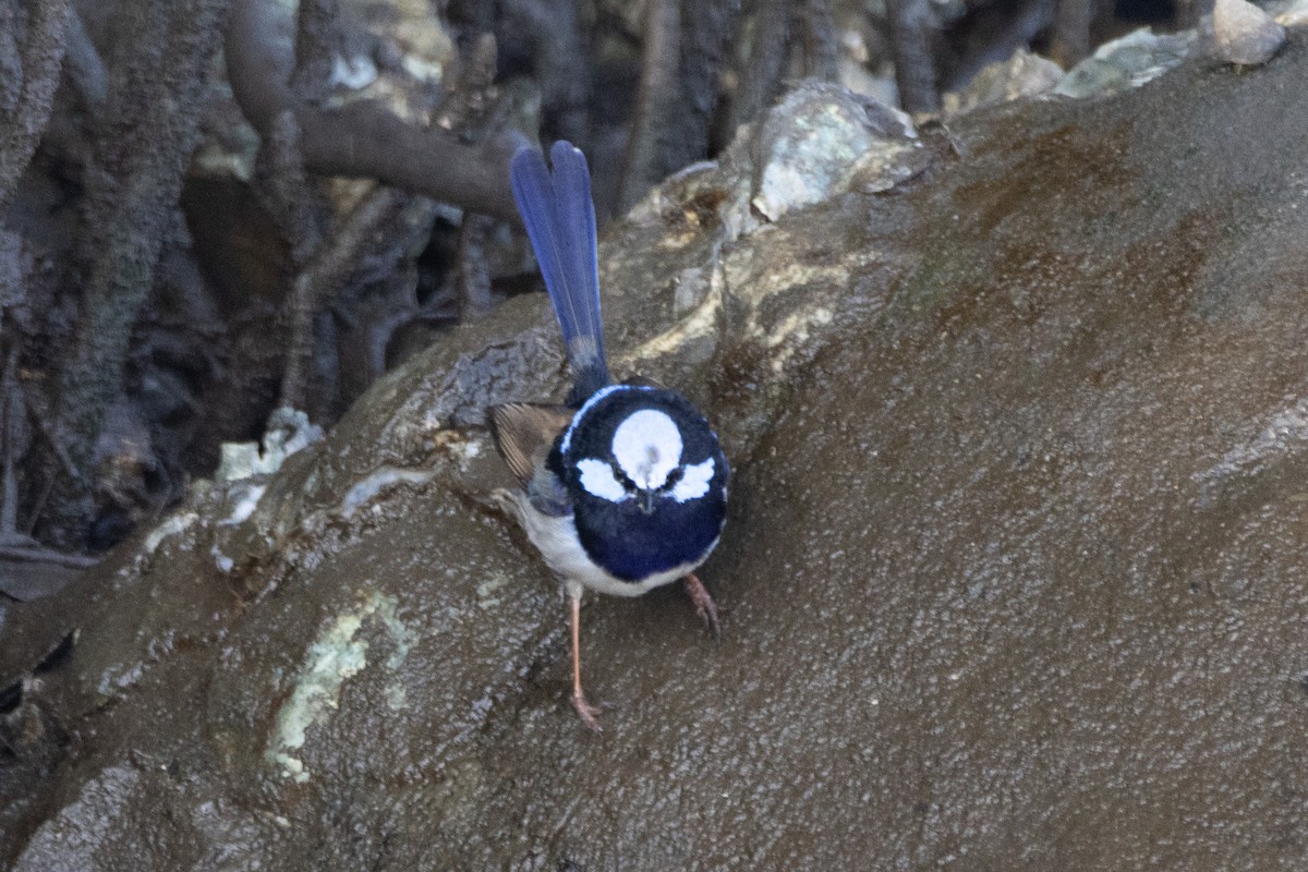 Superb Fairywren - ML622312092