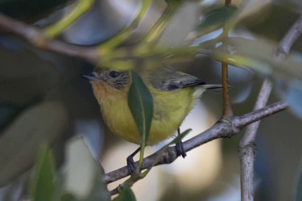 Yellow Thornbill - ML622312094