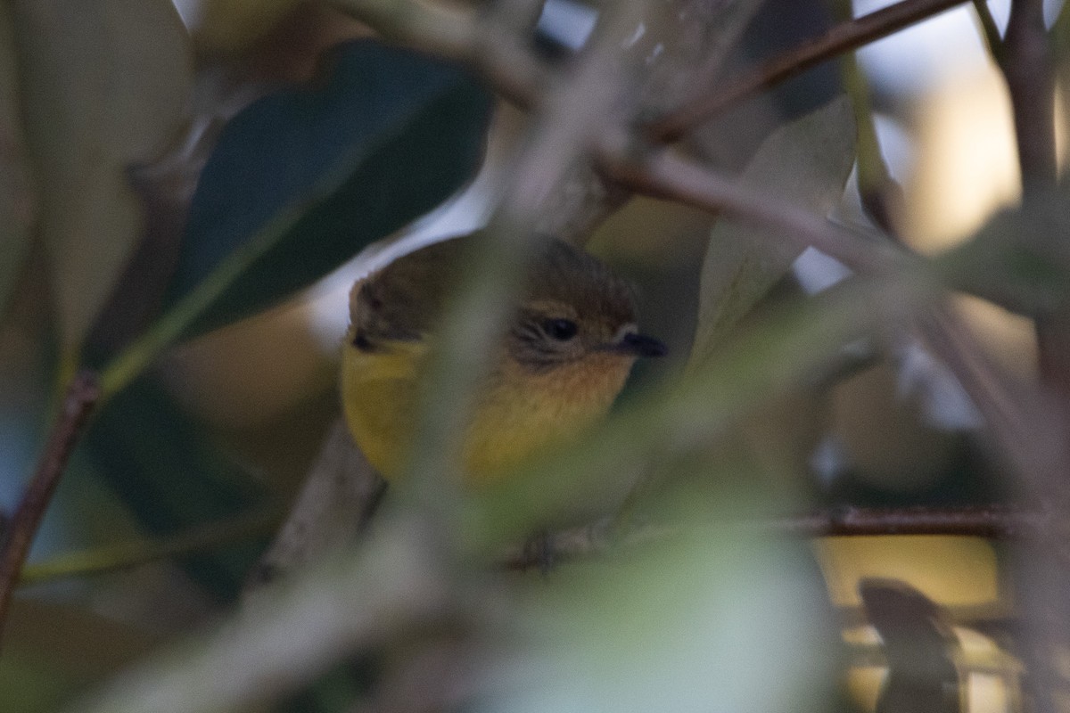 Yellow Thornbill - ML622312095