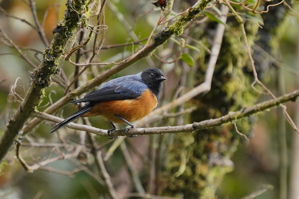 Blue-backed Conebill - ML622312096