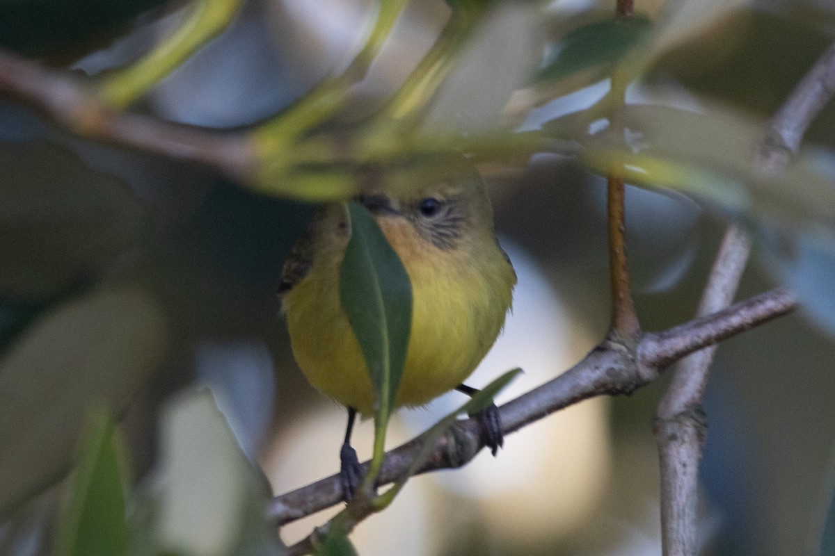 Yellow Thornbill - ML622312097