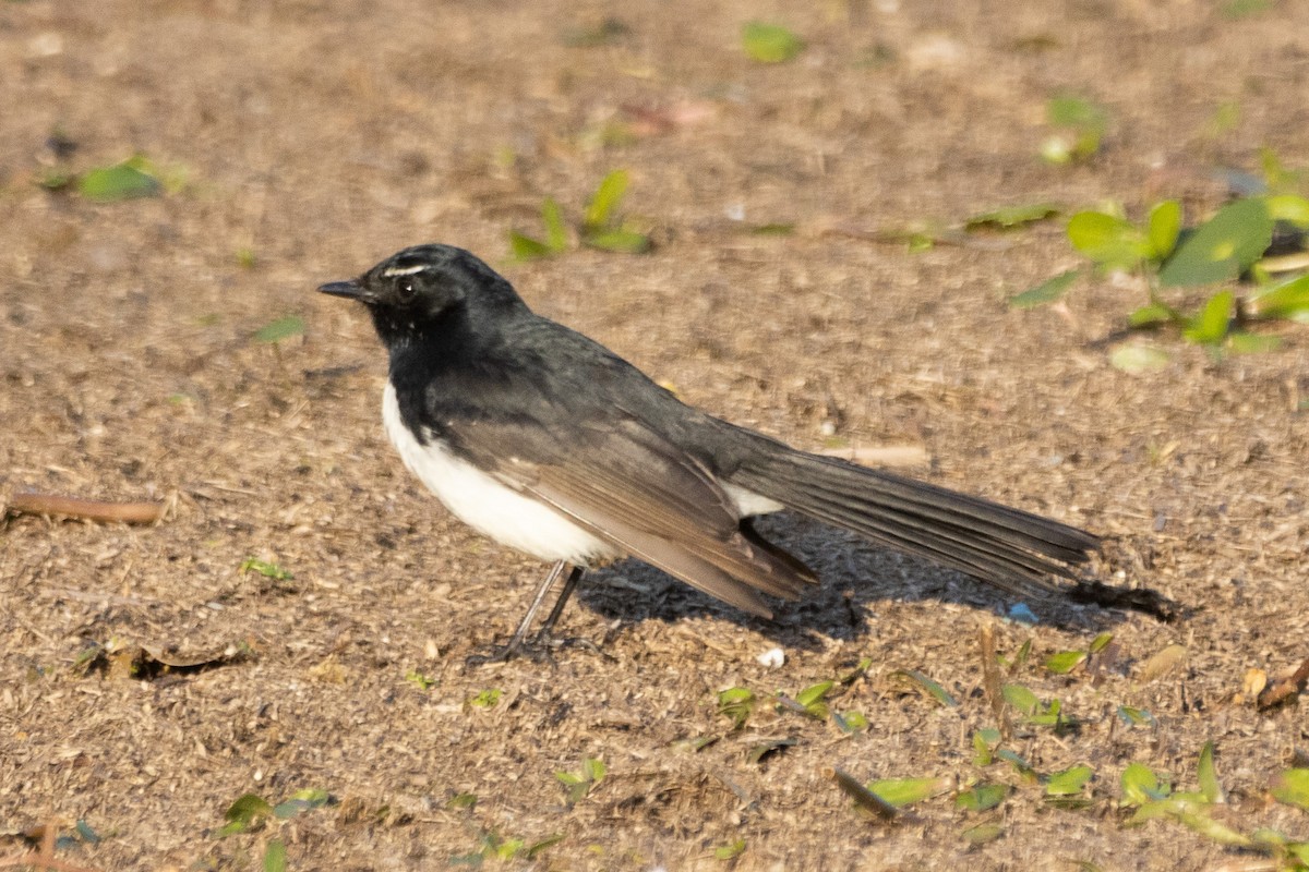 Willie-wagtail - ML622312104