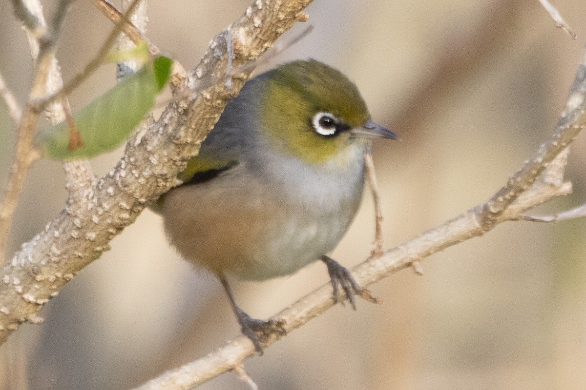 Zostérops à dos gris - ML622312107