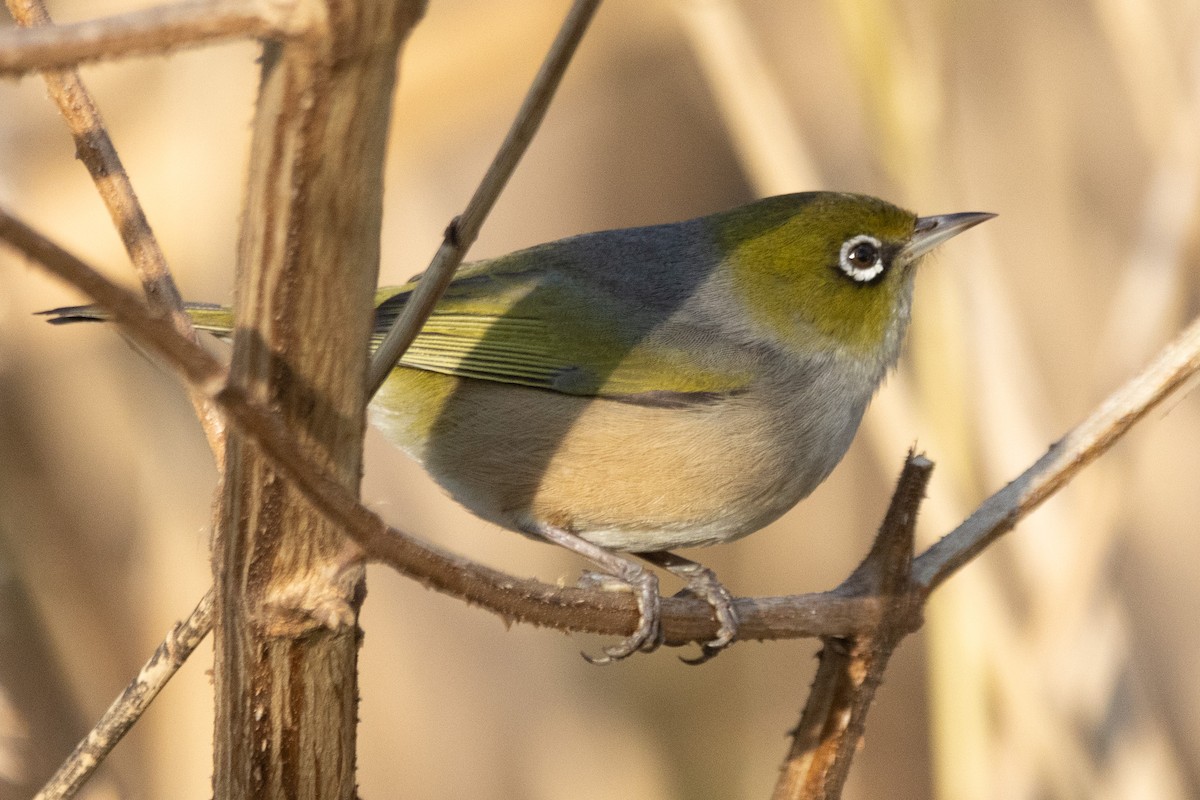 Silvereye - Jodhan Fine