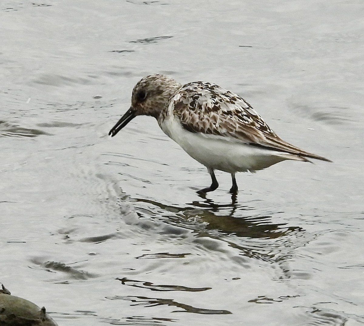 Sanderling - Stella Miller