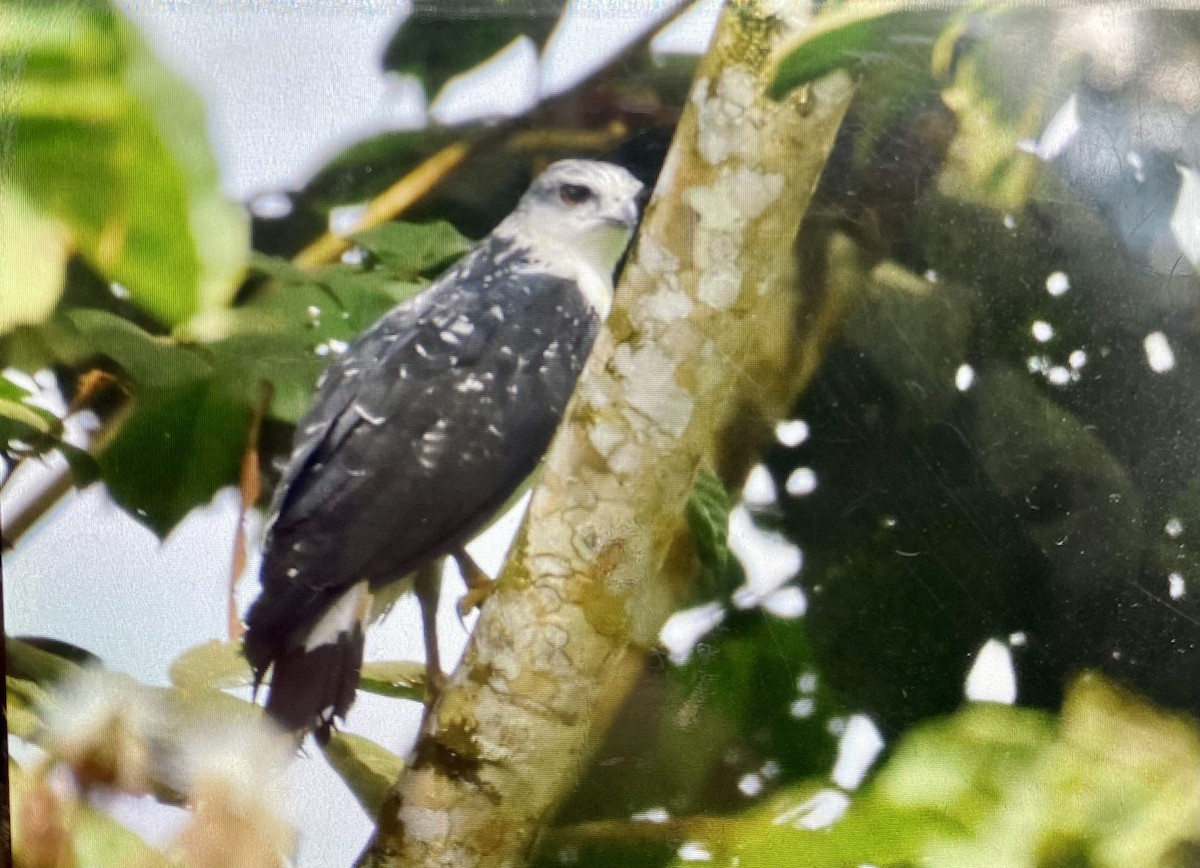 Gray-backed Hawk - Luis Panamá