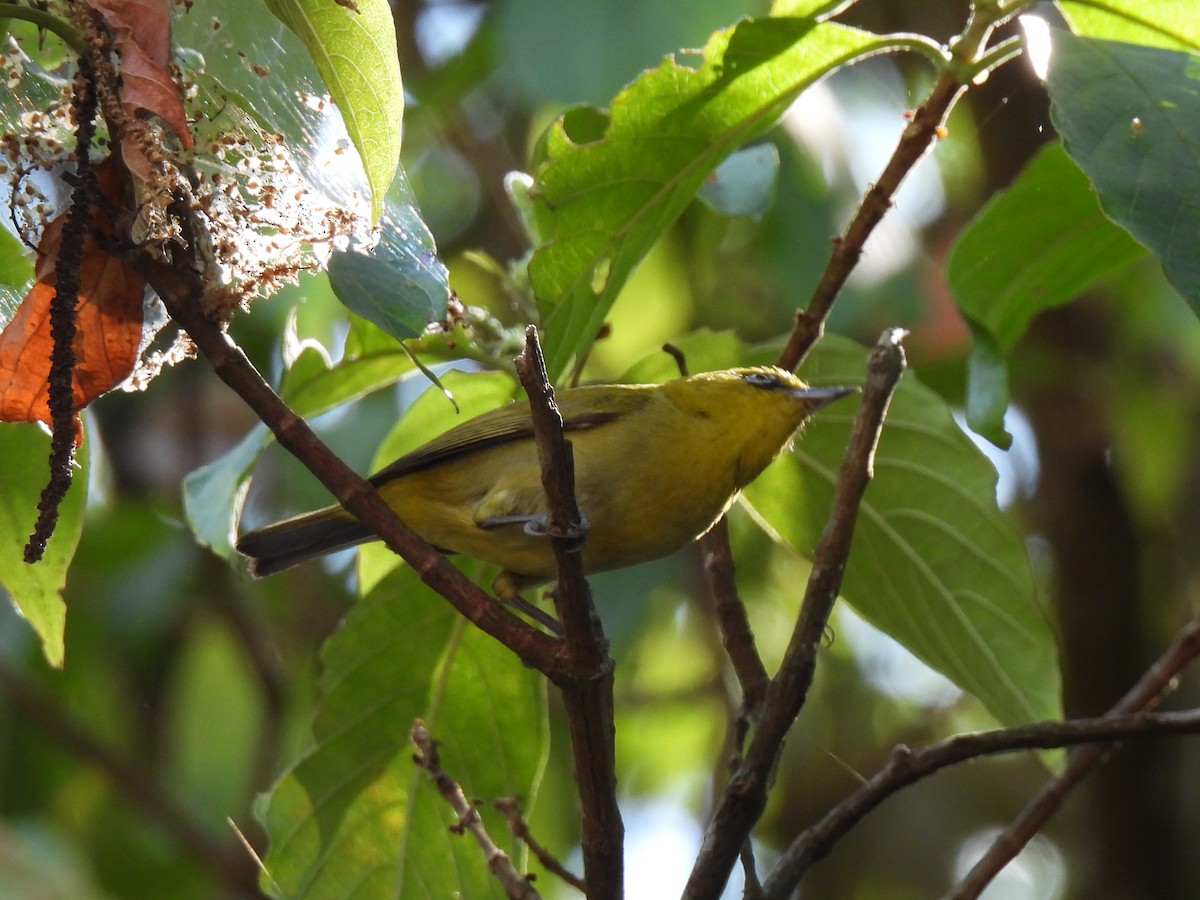 Swinhoe's White-eye - ML622312475