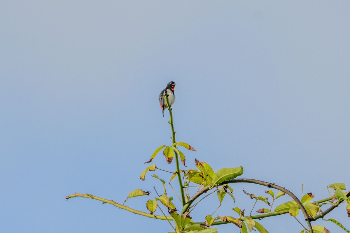 Red-chested Flowerpecker - ML622312501