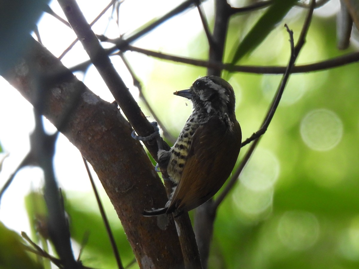 Speckled Piculet - ML622312570