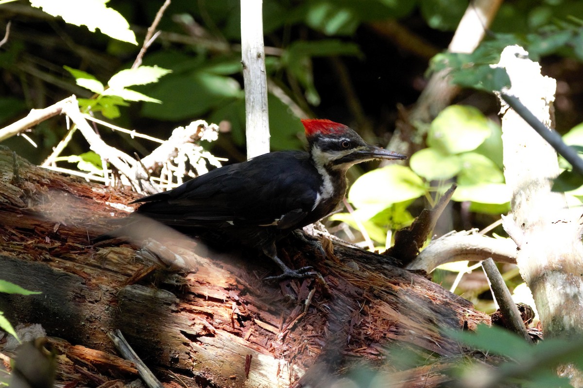 Pileated Woodpecker - Nancy Posey