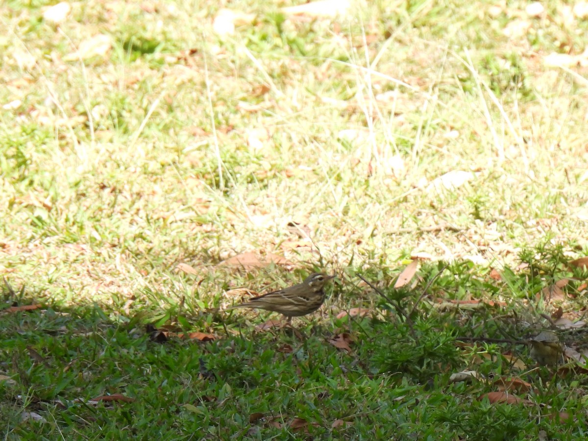 Olive-backed Pipit - ML622312614